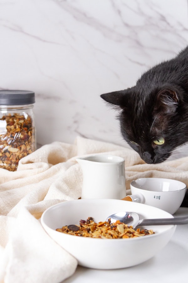 a black cat looking at a breakfast setting.