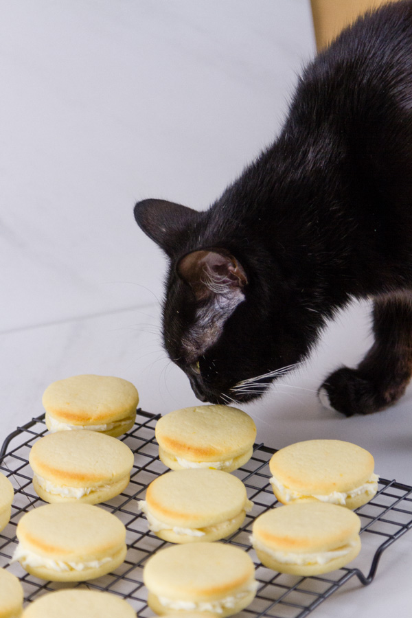 black cat sniffing lemon cookies that are cooling on a rack.
