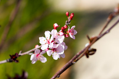 Spring Caramelized Carrot Risotto - image of flowers blooming in spring