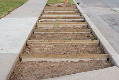 frontyard parkway xeriscaping (drought tolerant) during Xeriscaping... Parkway complete