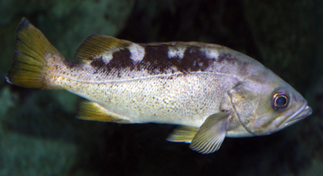 Fish 101 – fish, from the culinary point of view, is mostly about the nutrition of fish, the possible risks of fish, and how fish are caught or farmed (sustainability). sandbass