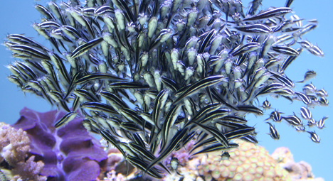 Fish 101 – fish, from the culinary point of view Catfish Fish 101, is mostly about the nutrition of fish, the possible risks of fish, and how fish are caught or farmed (sustainability).