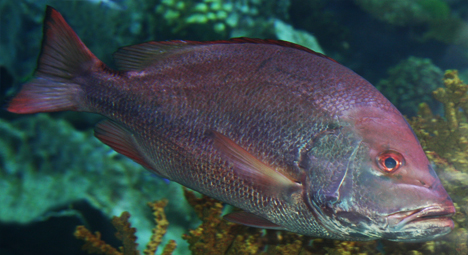 Seafood 103: cooking it! The third installment in my Fish 101 series. In this post, I go into some basic techniques for cooking fish. This should help you get a little more familiar with different preparation methods. snapper