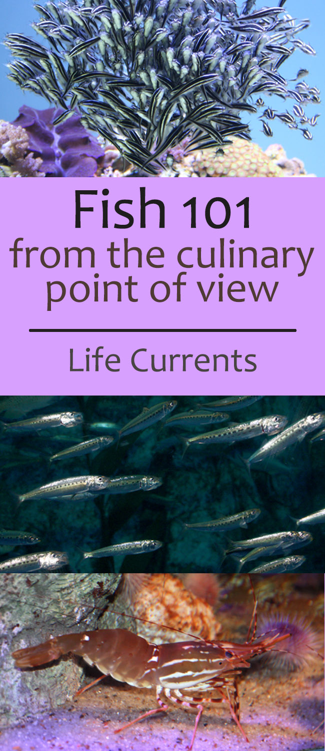 Fish 101 – fish, from the culinary point of view from Life Currents https://lifecurrentsblog.com/wp-content/uploads/2011/03/Fish-101-–-fish-from-the-culinary-point-of-view-pin.jpg