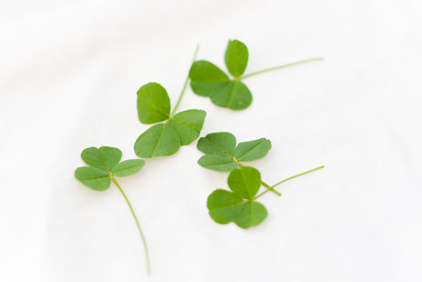 clover leaves.
