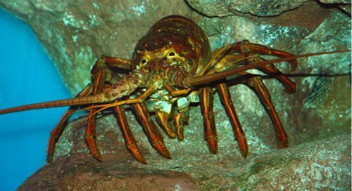 Seafood 103: cooking it! The third installment in my Fish 101 series. In this post, I go into some basic techniques for cooking fish. This should help you get a little more familiar with different preparation methods. lobster