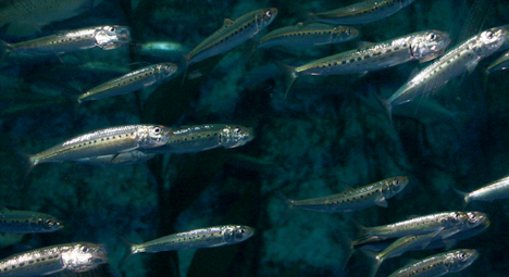 Fish 101 – fish, from the culinary point of view, is mostly about the nutrition of fish, the possible risks of fish, and how fish are caught or farmed (sustainability). sardines