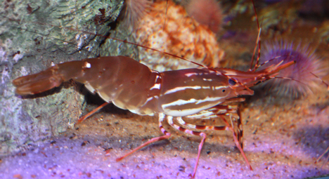 Fish 101 – fish, from the culinary point of view, is mostly about the nutrition of fish, the possible risks of fish, and how fish are caught or farmed (sustainability). prawn