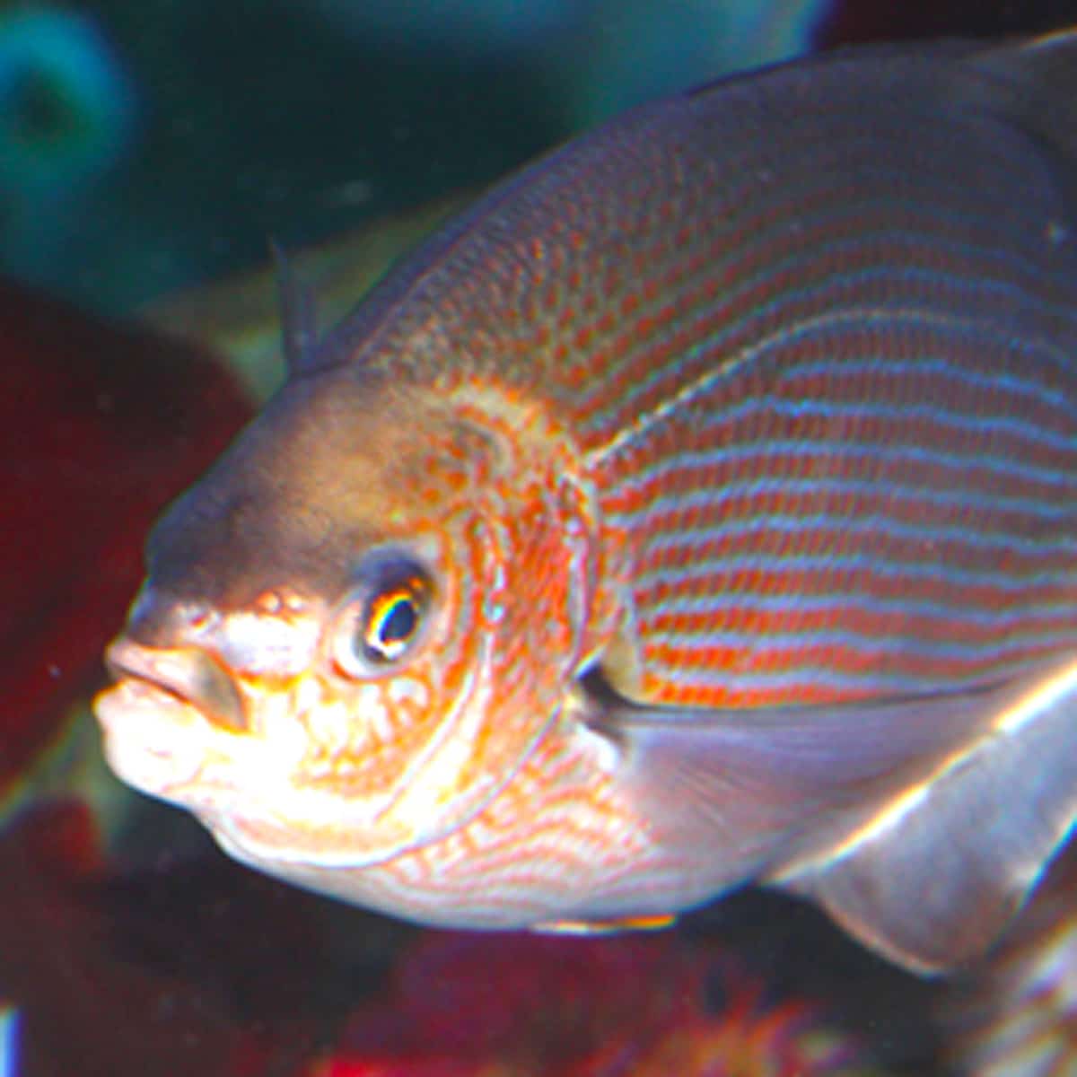 a striped perch fish at an aquarium.