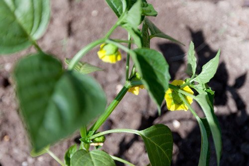 What can I throw in my compost bin?