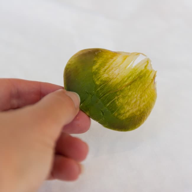 the scraped off leaf of an artichoke held by a hand.