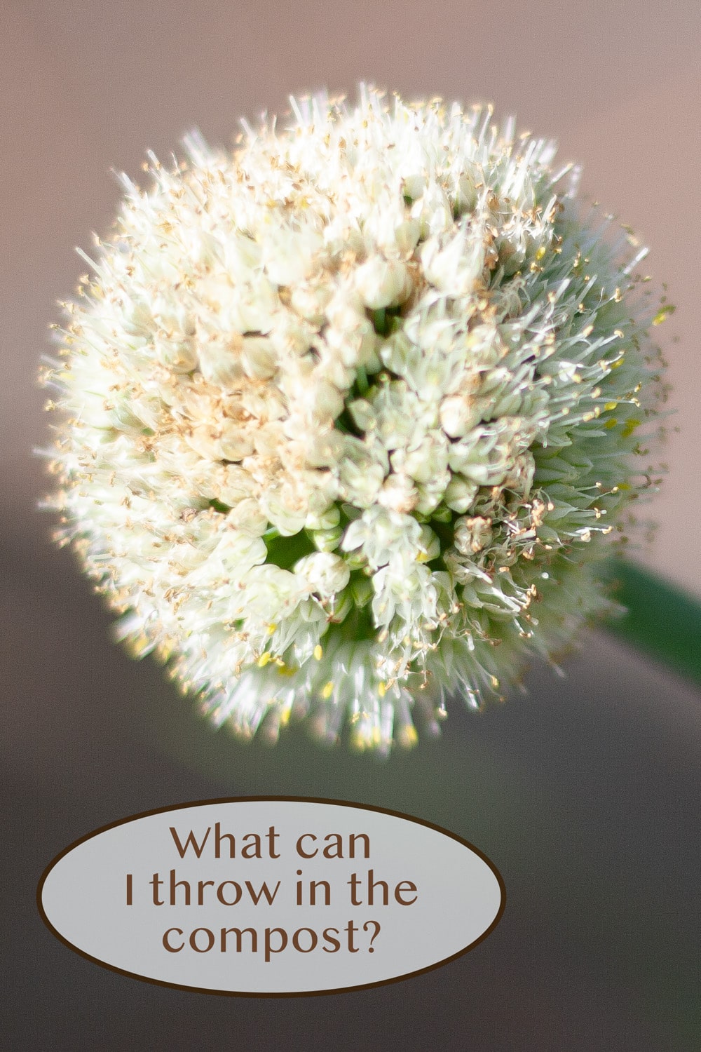 an onion flowering seed head with the title "What Can I Throw in my Compost" underneath.