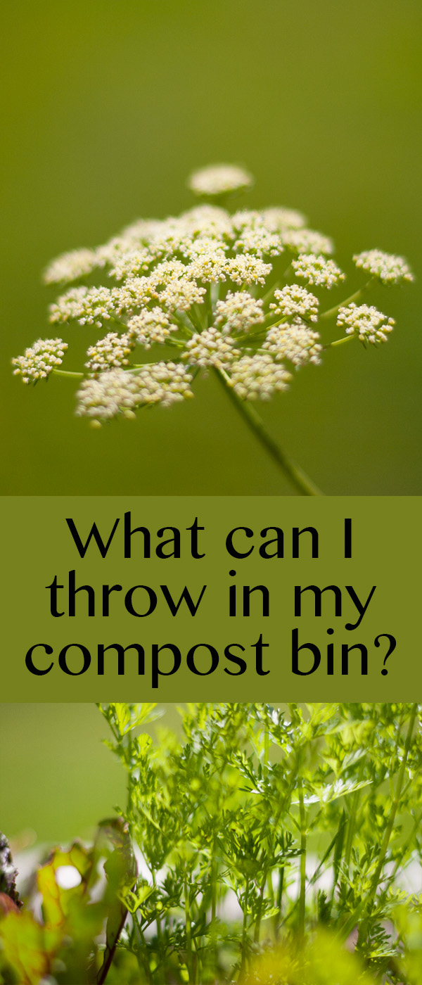 a flower on a carrot plant on top and greenery on bottom.