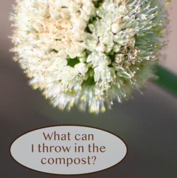 square crop of an onion seed head.