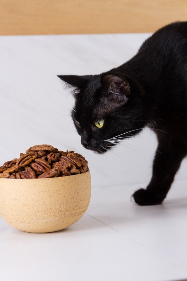 a black cat sniffing a bowl of pecans 