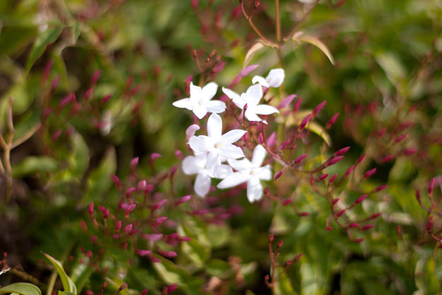 Spinachy Green Goddess Dressing or Dip lots of herby goodness to your salad or your veggie platter - jasmine