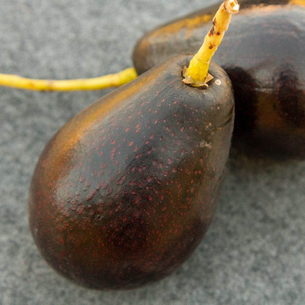two whole unopened Mexicola avocados on a gray background.