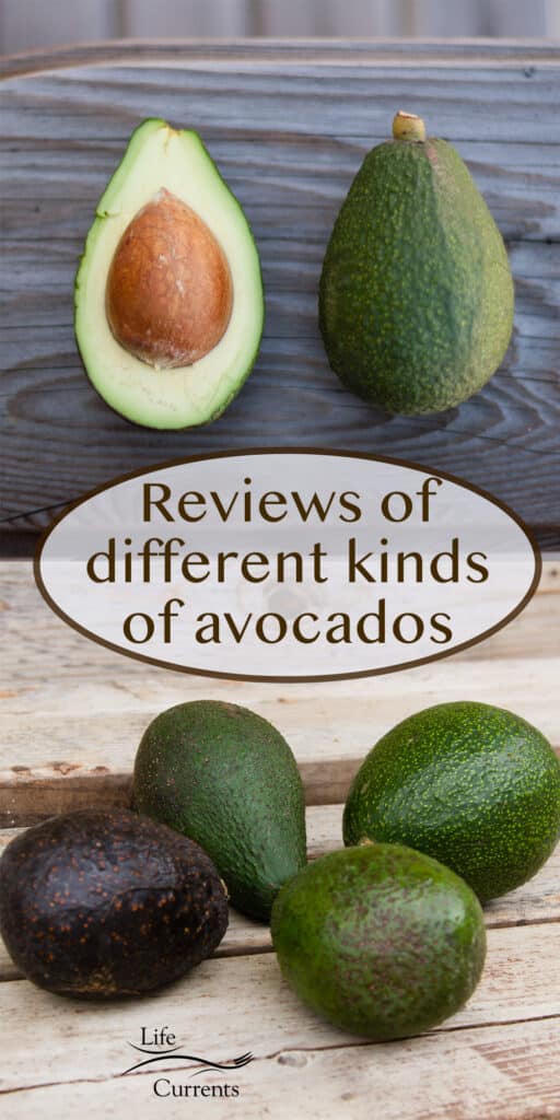 an avocado that's been cut open on top and 4 whole avocados underneath.