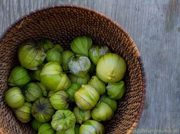 tomatillos harvested out of season