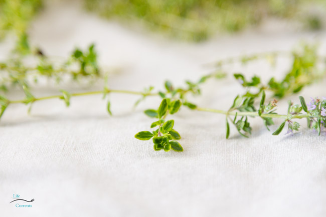fresh thyme.