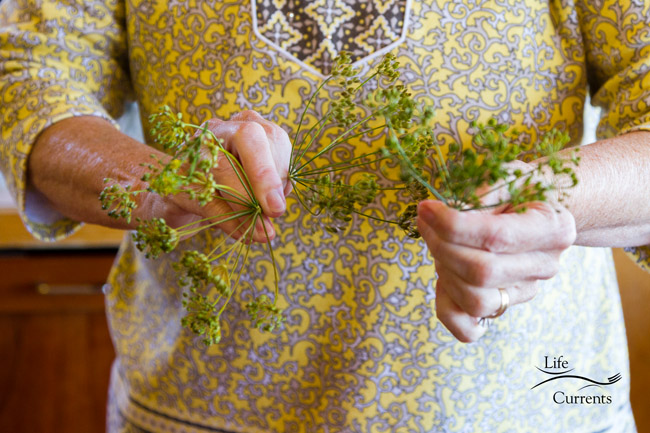 Spicy Garlic Dill Pickles - Cindy is showing us the snipped dill heads hands holding dill flowers.