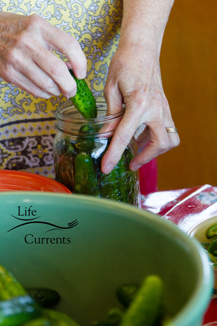 Spicy Garlic Dill Pickles - pack the jars tightly with the cukes Spicy Garlic Dill Pickles - pack the jars tightly with the cukes
