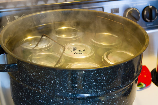 Spicy Garlic Dill Pickles - and down into the water bath Spicy Garlic Dill Pickles - and down into the water bath.