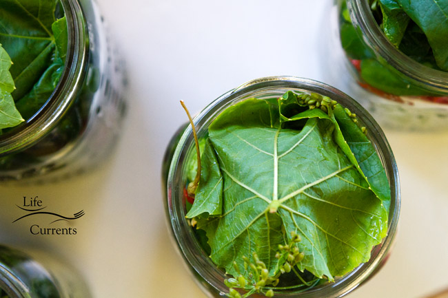 Spicy Garlic Dill Pickles - the grape leaf on the top of all the goodies in the quart jar before the brine goes in Spicy Garlic Dill Pickles - the grape leaf on the top of all the goodies in the quart jar before the brine goes in.