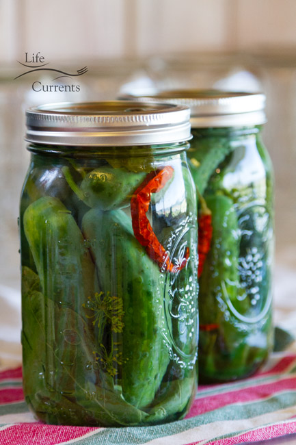 Spicy Garlic Dill Pickles - make your own to eat or give as gifts! pickles in jars.