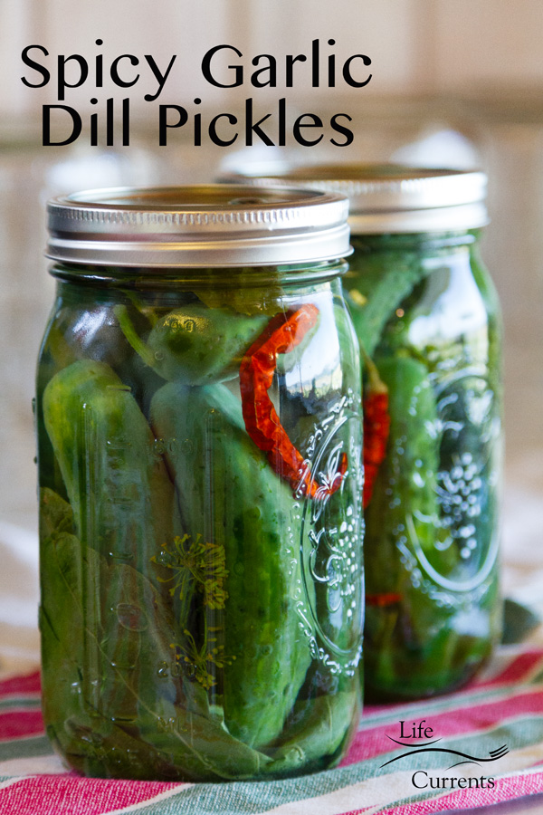 Spicy Garlic Dill Pickles A delicious spicy garlicky treat that you'll LOVE! Canned Spicy Garlic Dill Pickles, just out of the water bath waiting for the lids to pop down to close. Green cucumbers red pepper on a colorful towel