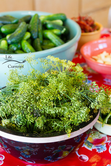 Spicy Garlic Dill Pickles - big bowls of cucumbers and snipped dill dill flowers and cucumbers