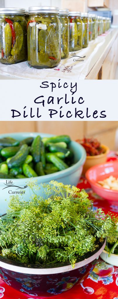Spicy Garlic Dill Pickles recipe