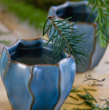 Healing Evergreen Tea - high in vitamin C, it’s anti-oxidant rich, anti-inflammatory, and will help sooth a cough