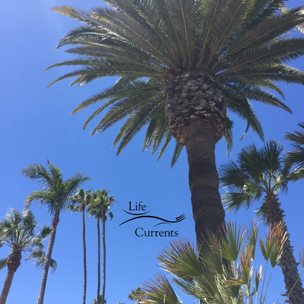 Can't Miss Activities on Catalina Island - palm trees blowing in the breeze