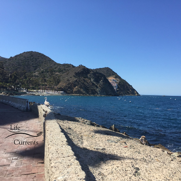Can't Miss Activities on Catalina Island - spend the day relaxing, eating, and exploring the island