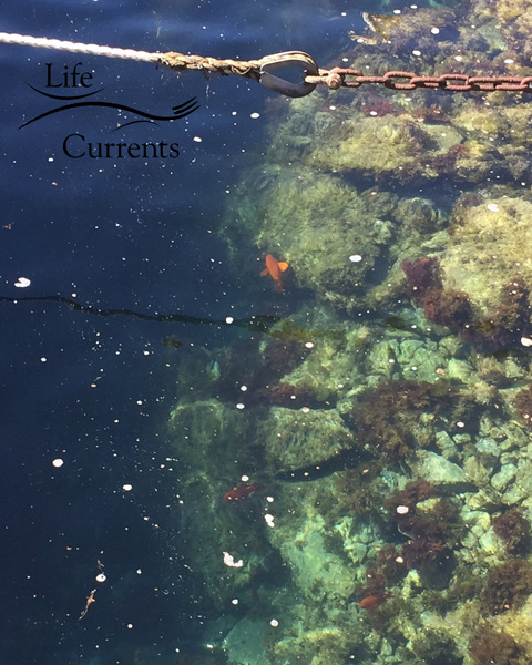 Can't Miss Activities on Catalina Island - that's a bright orange Garibaldi fish 