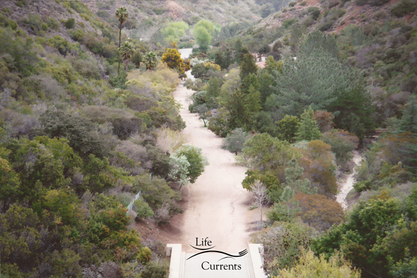 Can't Miss Activities on Catalina Island - the Botanical Gardens