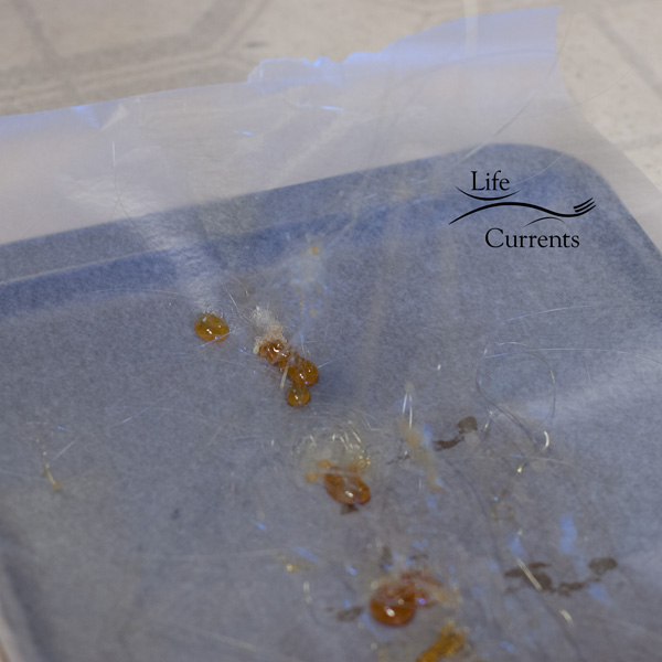 Candied Hazelnuts - this is my baking sheet on the floor to catch the drips