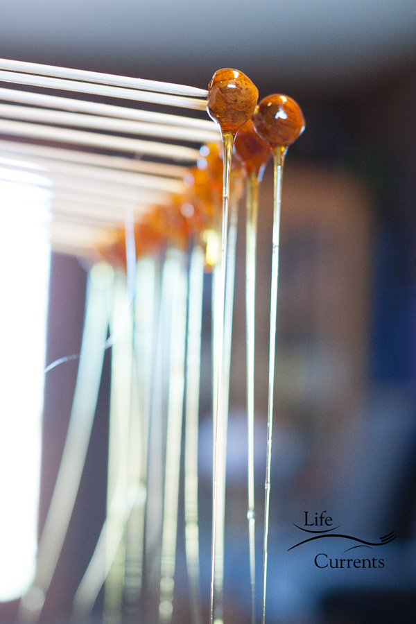 Candied Hazelnuts - a beautiful dessert garnish 