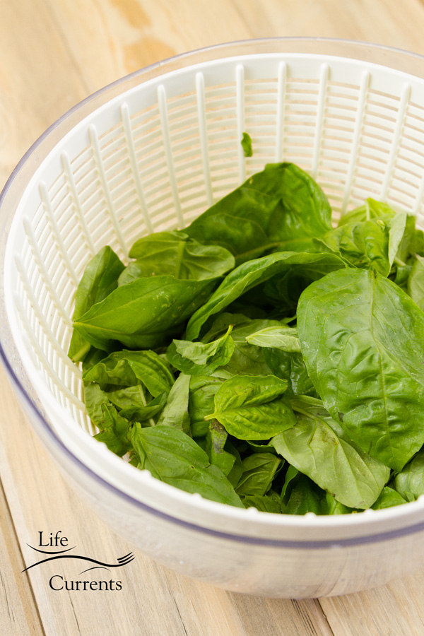 fresh basil leaves in a salad spinner on a wooden background