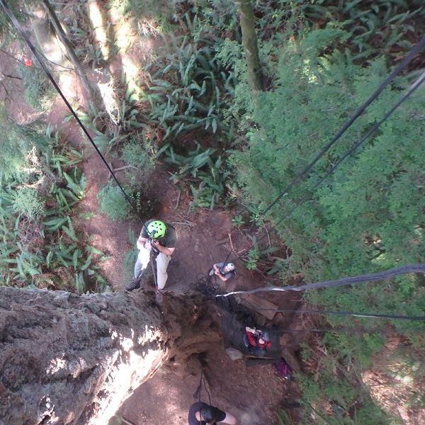 looking back down at the ground after starting the climb up the tall tree