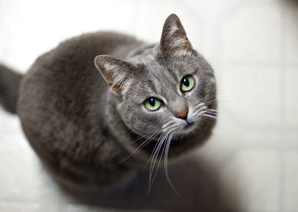a grey cat with big green eyes looking up.
