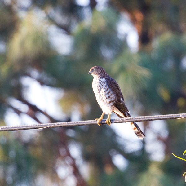 a hawk on a wire spotted while backyard birding