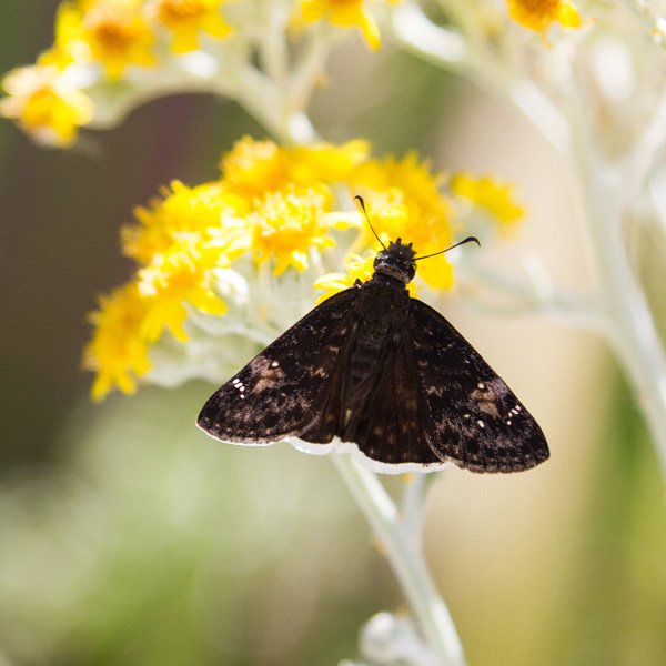 a black butterfly on a yellow flower spotted while backyard birding