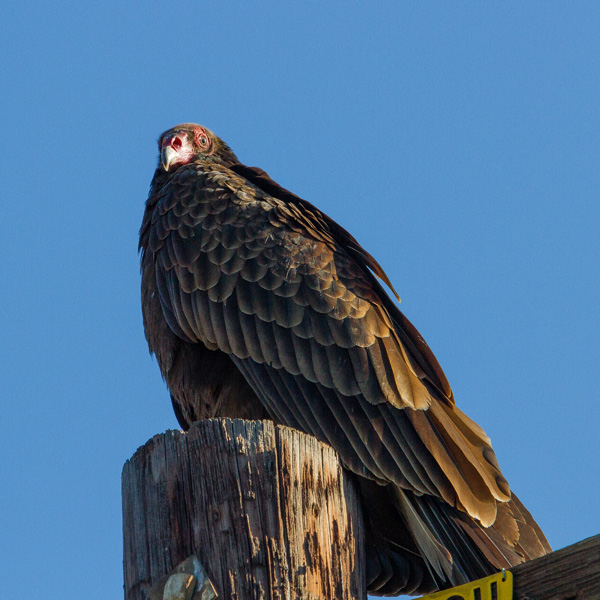 a turkey vulture sitting on top of a telephone pole spotted while backyard birding