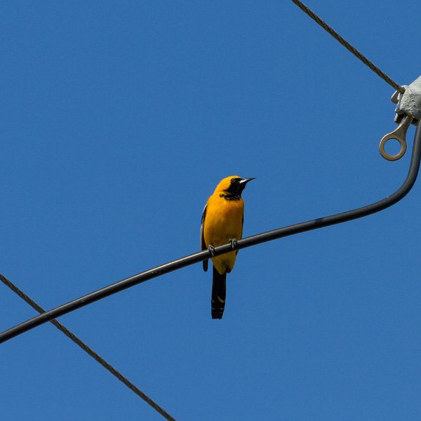 a Hooded Oriole on a wire seen while backyard birding