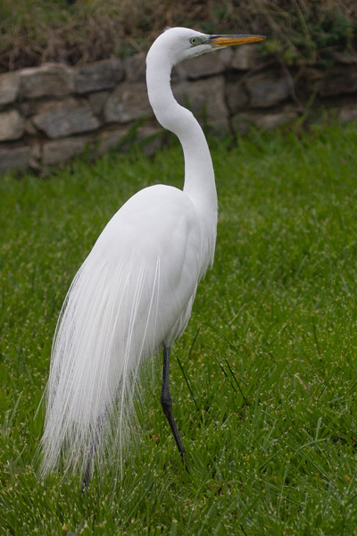 a Great Egret on a lawn seen while backyard birding