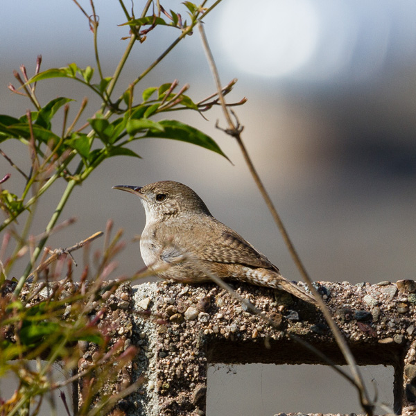 A House Wren sitting on a wall seen while Backyard Birding