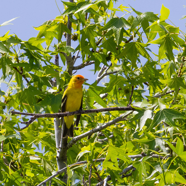 A western tanager sitting on a branch in a tree spotted while backyard birding