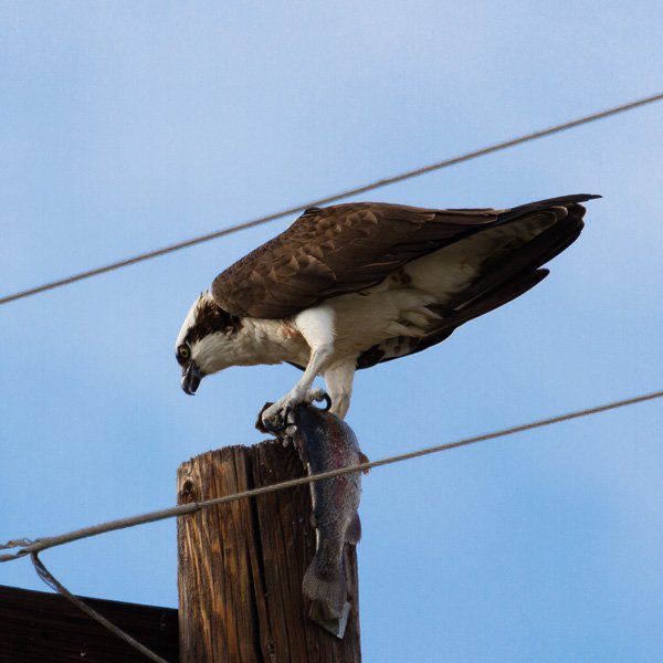An osprey eating a fish while standing on top of a telephone pole spotted while backyard birding